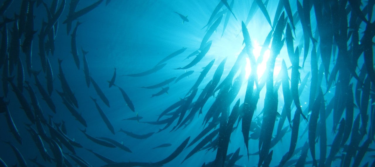 Fish Oil 670x300